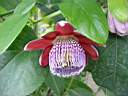 auteuil-028-serres-passiflora alata.JPG